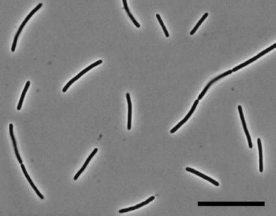 kw11 strain|Thermus kawarayensis sp. nov., a new member of the genus。